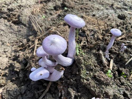 紫黑色蘑菇头顶开花缝：探索神秘的自然现象与生态价值